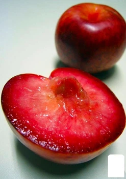 Гибрид сливы-абрикоса "Плуот" (Dapple Dandy) (47306)