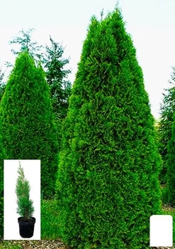Туя західна "Smaragd" (Thuja occidentalis Smaragd) С2, висота 30-40 см (62744)