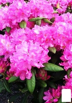 Рододендрон "Roseum elegans" (розовый) (44447)