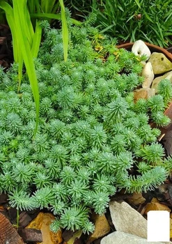 Очиток відігнутий "Blue Spruce" (Sedum reflexum) (62906)