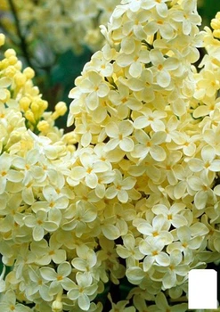 Сирень жёлтая "Примула" (23841)