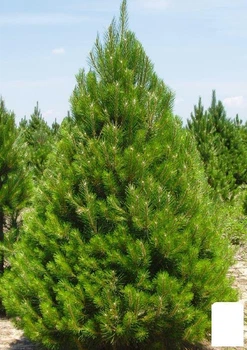 Сосна Шотландская "Scots Pine" (быстрорастущая) горшок P9 (52217)