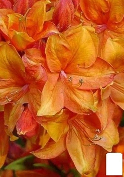 Рододендрон оранжевый листопадный"Golden Eagle" (50883)
