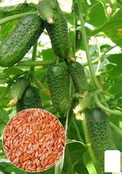 На развес Огурец "Виноградная гроздь F1" Agro-Market цена за 2г (22138)