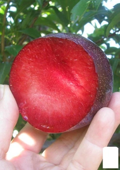 Слива "Бербанк гігант" (літній сорт, середній термін дозрівання) (49602)