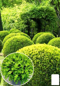 Самшит вечнозеленый "Таинственная красота" (Buxus sempervirens) (25822)