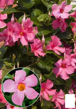 Дипладения (Mandevilla) "Veronika Pink" (цветущая лиана) (71573)