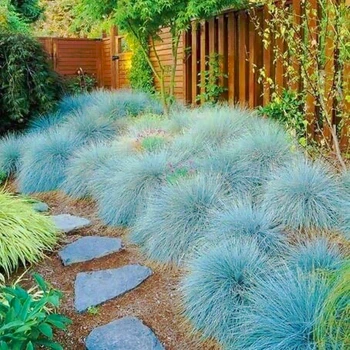 Саженцы Овсяницы Сизой (Festuca cinerea) Р9