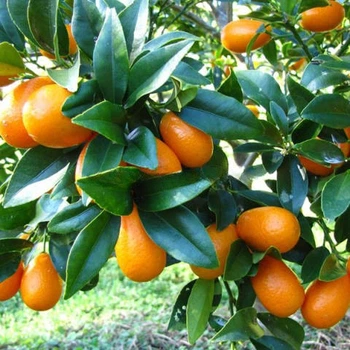 Саженцы кумквата Маргарита (Fortunella Margarita)