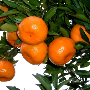 Саженцы мандарина Михо Васе (Cītrus Miho Wase), ранний, комнатный, карликовый
