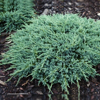 Саженцы Можжевельника чешуйчатого Блю Карпет (Juniperus squamata Blue Carpet) Р9