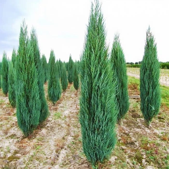 Саженцы Можжевельника скального Блю Эрроу-Арроу (Juniperus scopulorum Blue Arrow) Р9