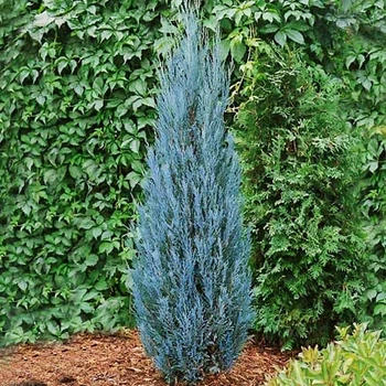 Саженцы Можжевельника скального Блю Арроу (Juniperus scopulorum Blue Arrow) С2