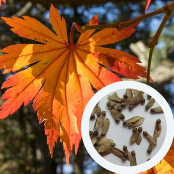 Клён японский семена (10 шт) (Acer japonicum) пальмолистный