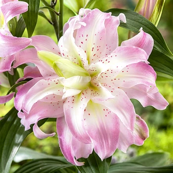 Луковицы Яскрава Лилия ориентальная махровая Lotus Elegance (42782) (1шт)
