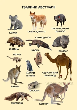 Учебный постер ламинированный А4 Животные Австралии