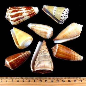 Ракушка на вес конус географический Conus geographus за 200 грамм