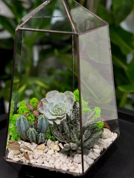 Флораріум з сукулентами "Plants room" h 30 см