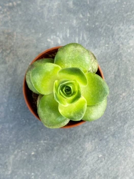 Суккулент Гриновия Диплоциклум (Greenovia Diplocycla) (9291)