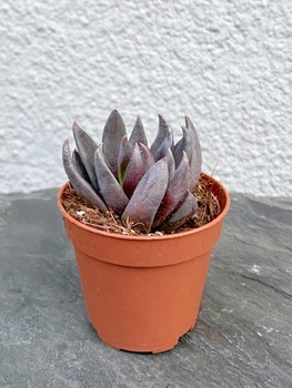 Сукулент Эхеверия Аффинис Черный рыцарь (Echeveria Affinis Black Knight) D5 см (8347)