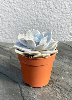 Суккулент Эхеверия Лола (Echeveria Lola) D5 см (7965)