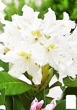 Рододендрон белый "Cunningham's white" (114989)