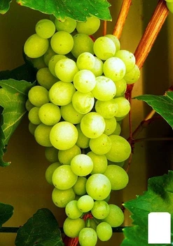 Виноград "Совиньон Блан" (Sauvignon Blanc) (винный сорт, средний срок созревания) (44318)