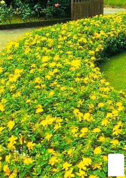 Зверобой чашечковидный (Hypericum calycinum) (71760)