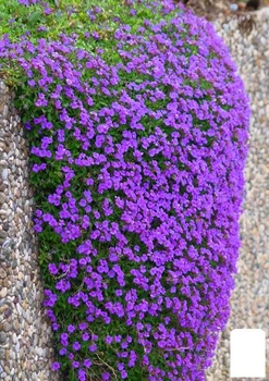 Обриета "Purple Cascade " (контейнер Р9) (179195)