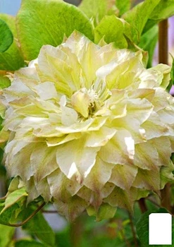 Клематис "Midori" (38145)