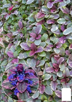 Живучка ползучая "Burgundy Glow" (эффектный, многолетний пестрый ковер) (97074)