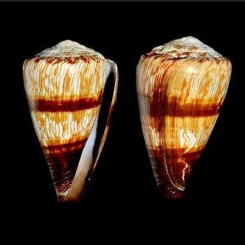 Морские раковины Конус Conus miles, размер: длина 8-9 см