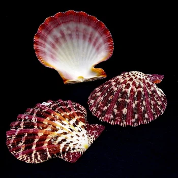 Морские раковины гребешок фалиум GLORIPHALIUM PALLIUM, размер: 5-6 см