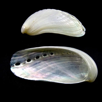 Морские раковины Галиотис азиатский перламутровый Haliotis Asian pearl, размер: длина 5-6.5 см