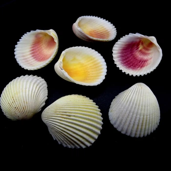 Морські раковини гребінець коклес білий WHITE COCKLES, розмір: довжина 4-5 см