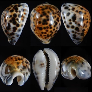 Морські раковини ципрею тигрис CYPRAEA TIGRIS велика. Розмір: довжина 7-8 см за 1 шт.
