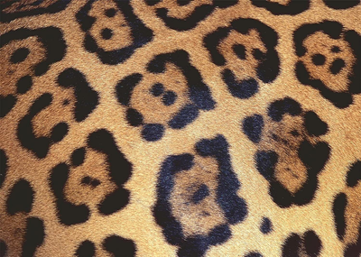Пазл Ravensburger Jaguar Spots 70 x 50 см 1000 елементів (4005556170968)