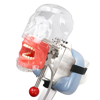Фантом голови стоматологічний (кріплення на підголовник установки)+28зубів