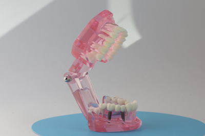 Модель стоматологическая демонстрационная (разборная) розовая
