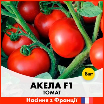 Томат Clause Акела F1, 8 шт