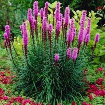 Саджанці Лиатрис Spicata