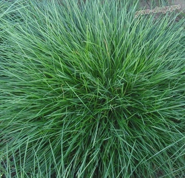 Овсяница овечья семена 1 кг