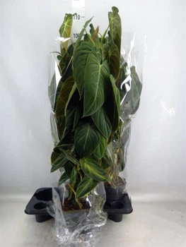 Филодендрон Меланохризум (Philodendron Melanochrysum) – 70 см. (15797-1)
