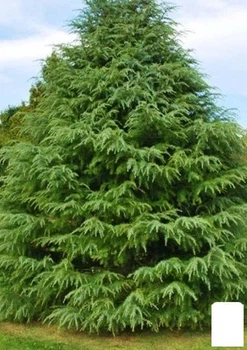 Кедр Гималайский (Cedrus Deodara) С2, высота 30-40 см (112448)