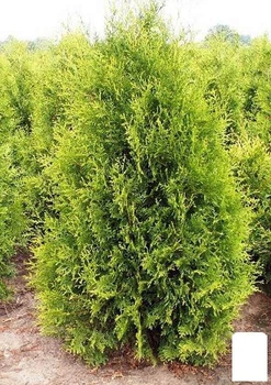 Туя западная "Golden Brabant" (контейнер Р9, высота 10-20 см) (49502)