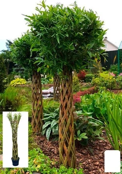 Ива плетеная "Американка гигантская" Salix americana (высота 0,8-1,2м) вазон С2 (120501)