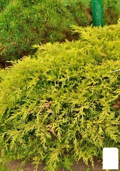Ялівець середній "Mordigan Gold" вазон С2 діаметр 30-40 см (180040)