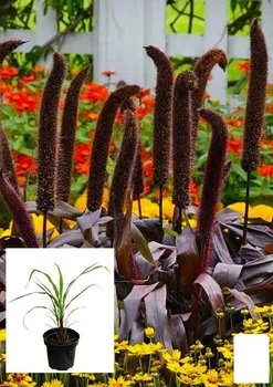 Пеннисетум сизый "Millet Purple Majesty" вазон С2 (115812)