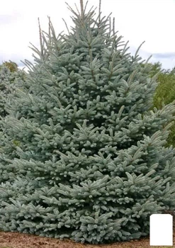 Ялина Вільсона "Picea Wilsonii" вазон С2, висота 20-30см (112446)