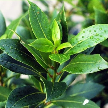 Саджанці Лавра (Laurus nobilis) Р9